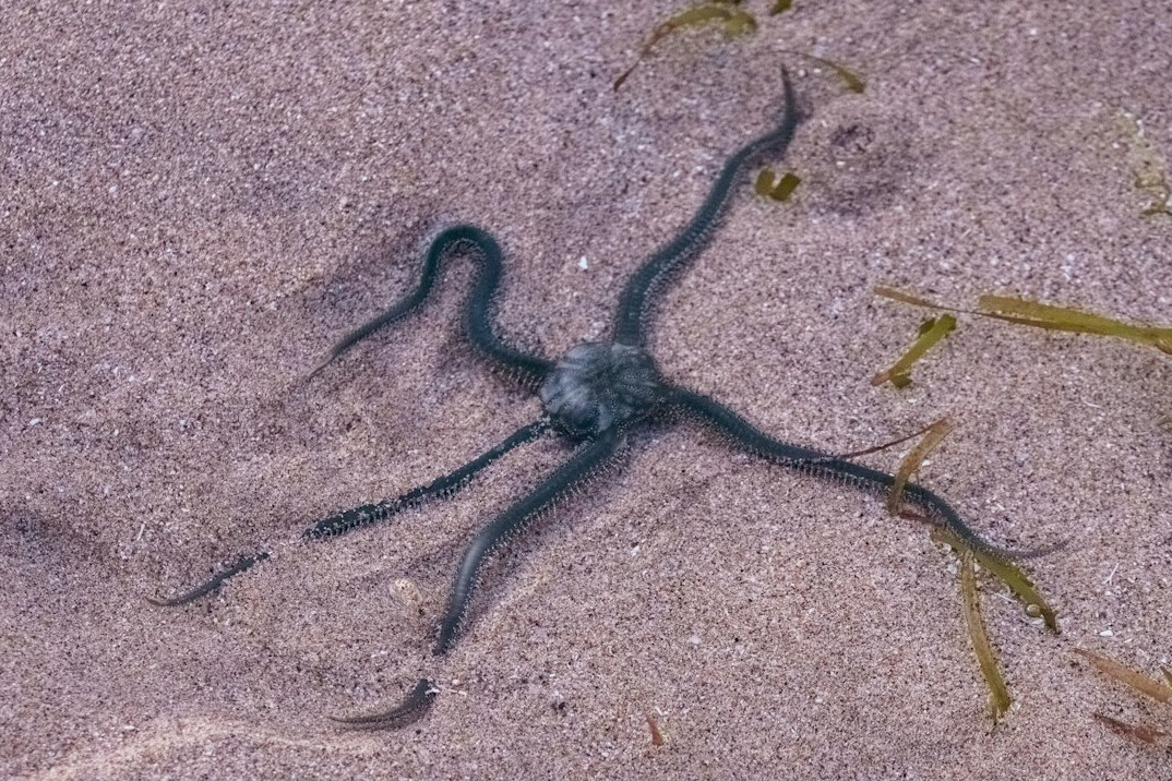 strange deep sea creature